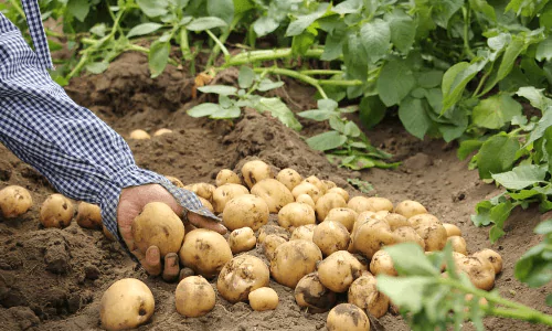 米、野菜、味噌はすべて自家製野菜を使用。 海の幸は目の前の瀬戸内海で獲れる天然物を使用。